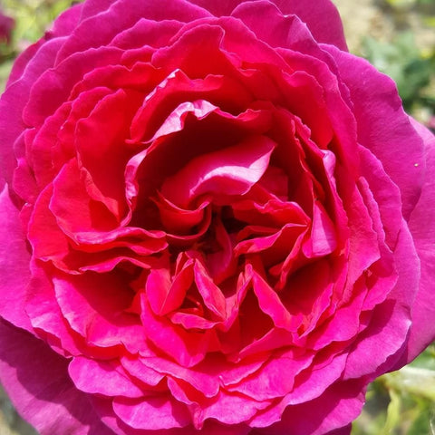 Hot pink double rose blossom with tightly layered ruffled petals