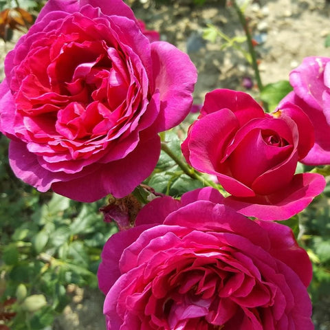 Cluster of pink rose blossoms with layered petals on green stems