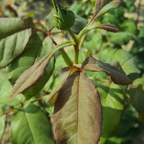 Green rose buds and leaves, with some browned foliage