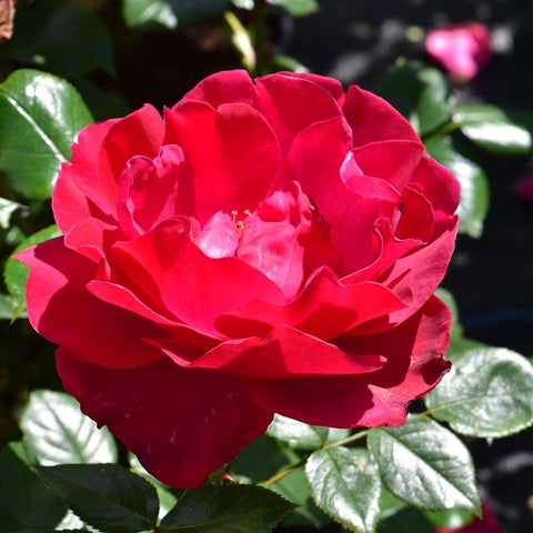 Red rose bloom with layered petals and green leaves on a rose shrub