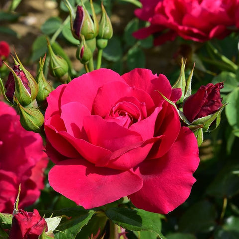 Red rose flower with surrounding green buds and dark green leaves