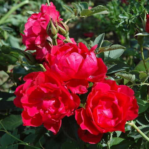 Cluster of red rose blooms with tight buds and green serrated leaves