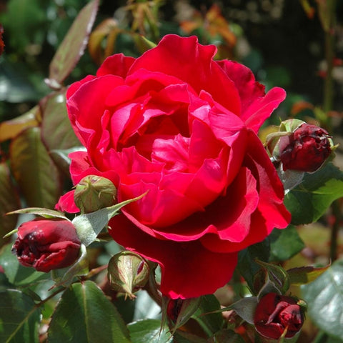 Large red rose bloom with several red buds and green leaves
