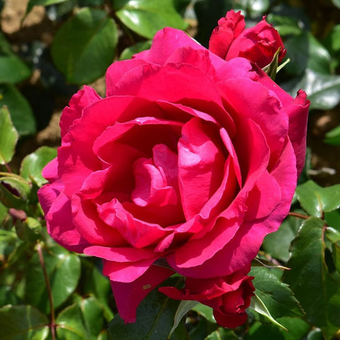 Pink-red rose bloom with ruffled petals and dark green leaves