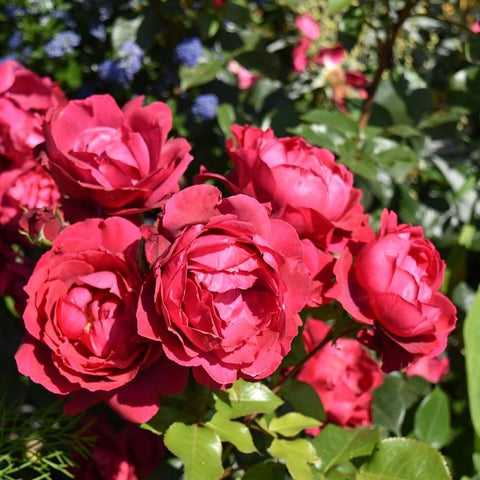 Multiple red rose blooms with green leaves on a rose plant
