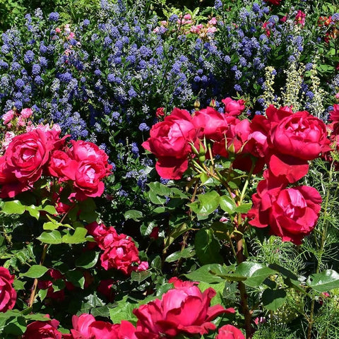 Rose shrub with bright red blooms and glossy green leaves