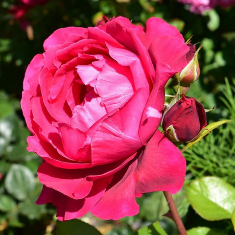 Pink-red rose bloom with a closed bud and green leaves