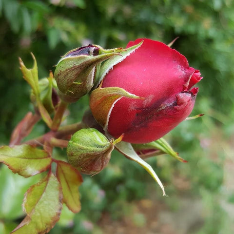Rose buds and a partly open red rose with green leaves and stems