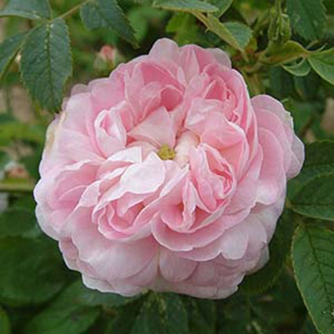 Pink double rose bloom with layered petals and pale center
