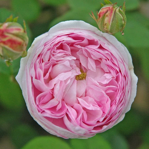 Pink and white double rose bloom with ruffled layered petals