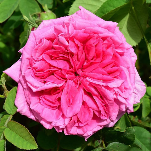 Pink rose bloom with layered petals, surrounded by green leaves