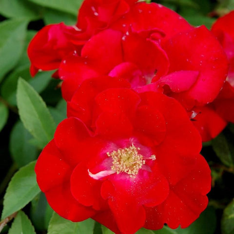 Red double rose bloom with yellow center, close-up on green leaves