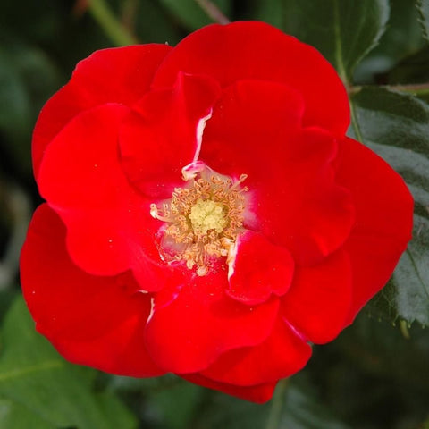 Red rose bloom with yellow stamen center, surrounded by green foliage