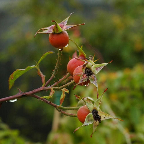 Rose thorny branch with small red hips and green sepals