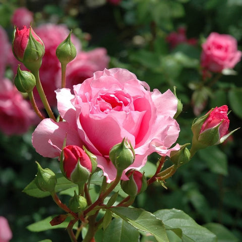Pink rose bloom with green buds on a rose stem