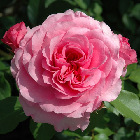 Large pink rose flower with layered petals and green leaves