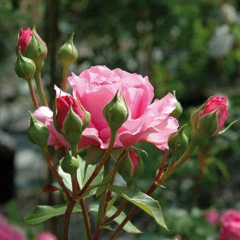Pink rose flower surrounded by unopened green buds and leaves