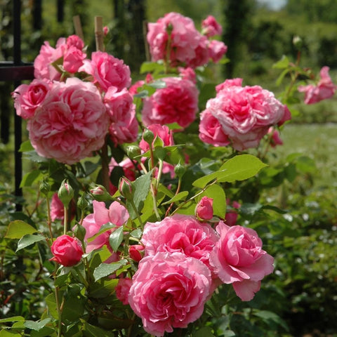 Cluster of pink rose flowers on leafy stems in a garden