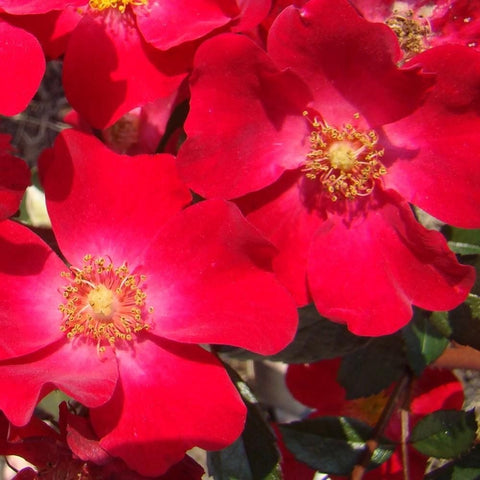 Deep red rose blossoms with yellow stamens on dense petals