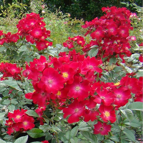 Cluster of bright red rose flowers on leafy green shrub