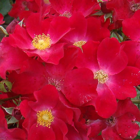 Close-up of vivid red rose blossoms with yellow centers and stamens