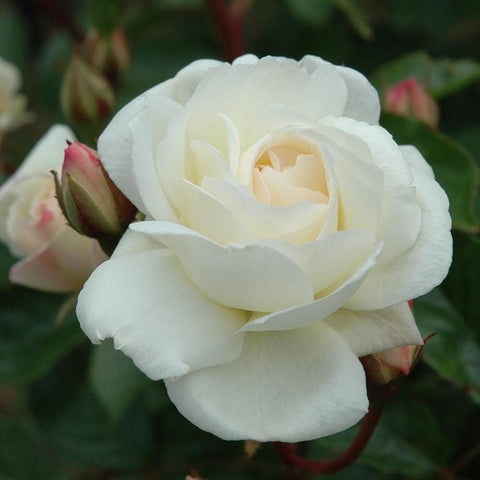 White double rose bloom with layered petals and pale yellow center