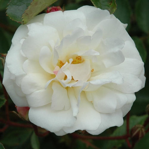 White double rose flower cluster with soft yellow highlights in the center