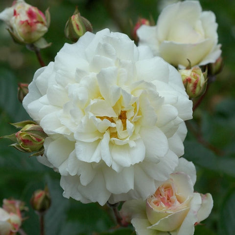 White double rose bloom on green stems with several buds