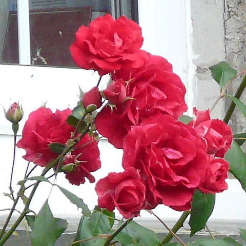 Red rose cluster with green leaves and flower buds on stems