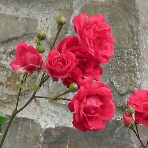 Close-up red rose blossoms and buds on slender green stems