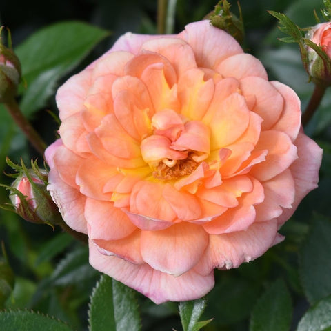 Peach and pink rose bloom with layered petals and green leaves