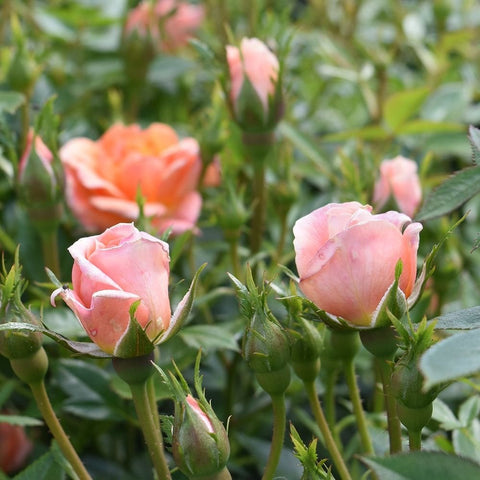 Pink rosebuds and small blooms on thorny stems with green foliage