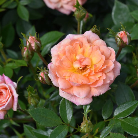 Soft pink and peach rose flower with orange center, surrounded by green leaves