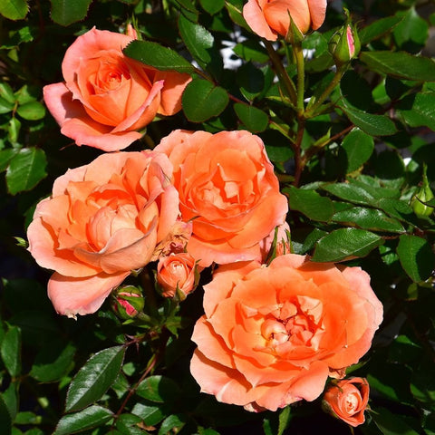 Cluster of orange-peach rose flowers with layered petals and green foliage