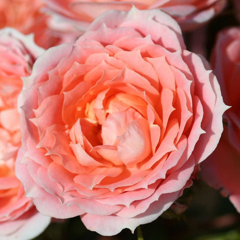 Close-up peach-pink rose bloom with tightly layered petals