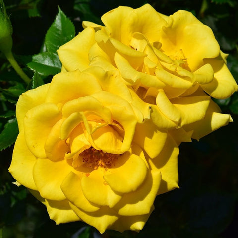Yellow patio rose blooms with layered petals and green leaves, close-up detail