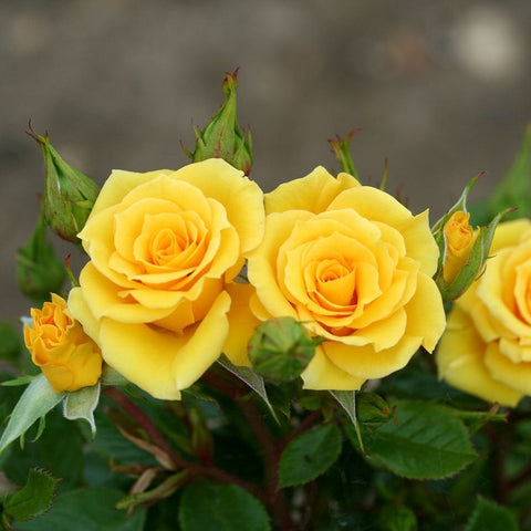 Yellow patio roses on green stems, two main blooms with buds