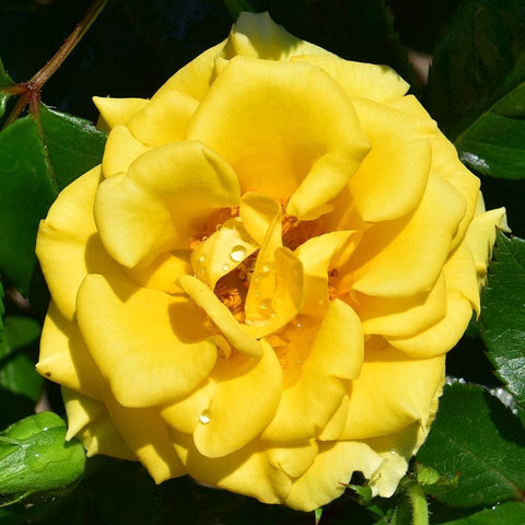 Single yellow patio rose with open center and layered petals, close-up