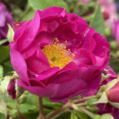 Single purple rose flower close-up with yellow stamens and surrounding buds