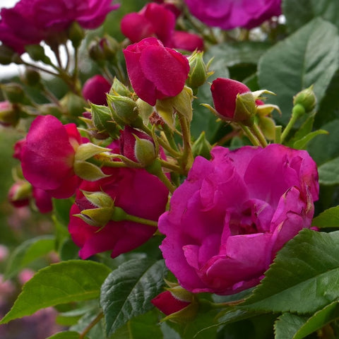 Cluster of purple rose buds and blooms with green leaves on branching stems