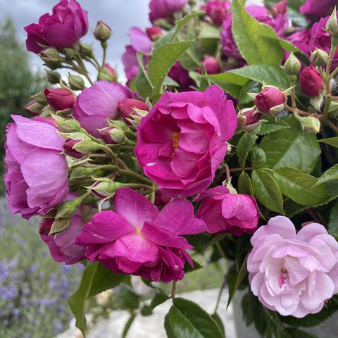 Purple and light pink rose blooms with buds and green leaves on stems