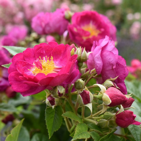 Purple rose blossoms with green leaves and tight buds, close garden view