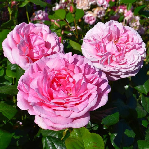 Pink rose cluster with three blooms and glossy green leaves
