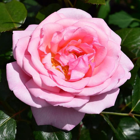 Single pale pink rose bloom with coral center and green foliage