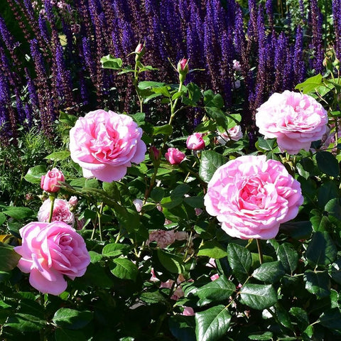 Pink rose bushes with multiple blooms among tall purple flowering plants