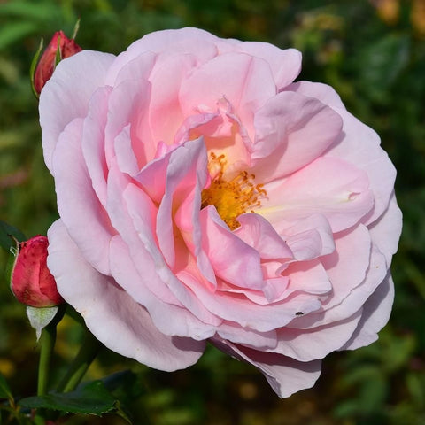 Creamy pink rose bloom with warm yellow center and unopened bud