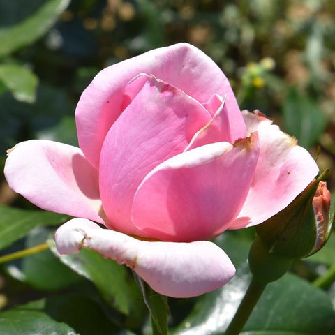 Light pink rose bud and bloom with green leaves on a slender stem