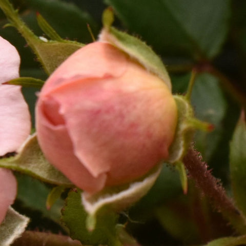 Peach rose bud on green thorny stem with developing leaves