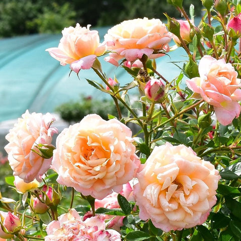 Cluster of peach and cream rose flowers and buds on shrub branches