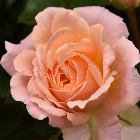 Peach-colored rose bloom with layered petals on green stem